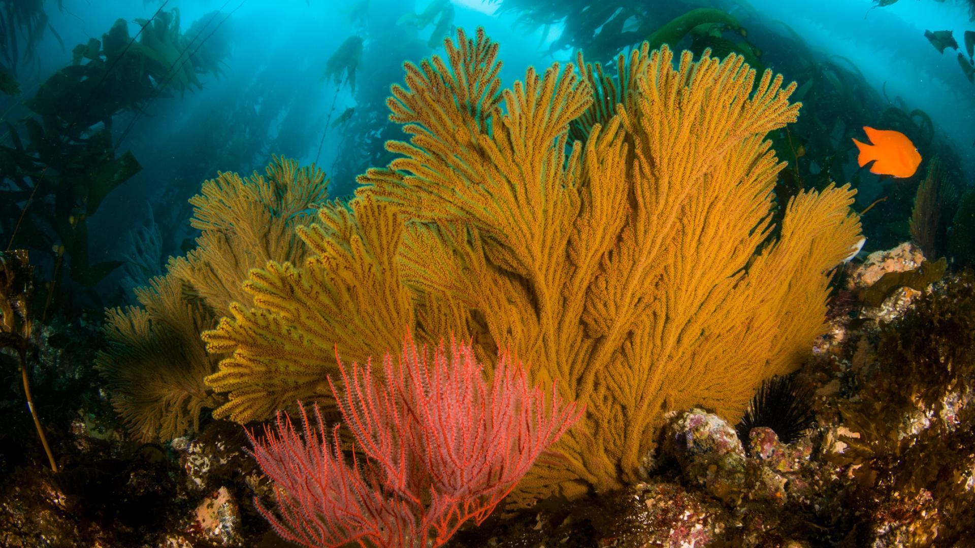 Beth Horvath Gorgonian Coral Sea Fan